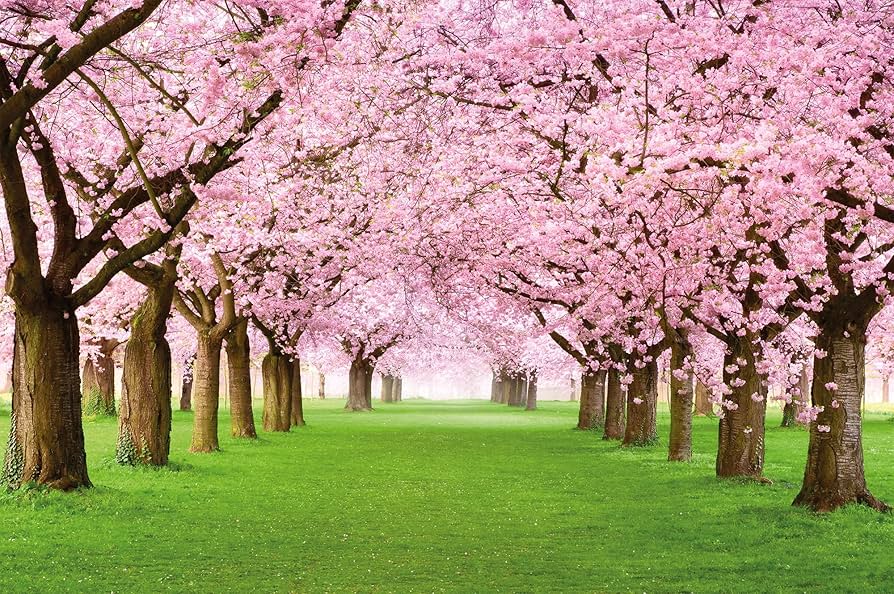 Japanese Cherry Blossom - REED DIFFUSER