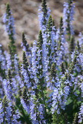 Blue Sage - 4" Sustainably Harvested