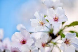 Japanese Cherry Blossom - REED DIFFUSER